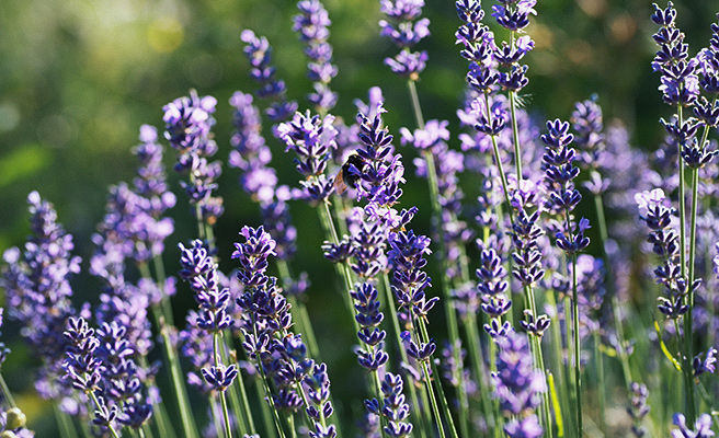 3126 Lavandula latifolia